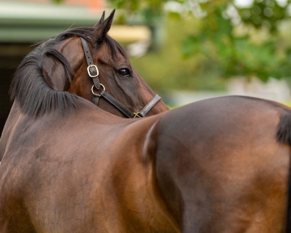 Black Caviar’s granddaughters keep the dream alive