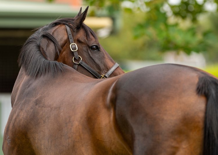 Black Caviar’s granddaughters keep the dream alive